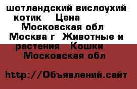 шотландский вислоухий котик. › Цена ­ 20 000 - Московская обл., Москва г. Животные и растения » Кошки   . Московская обл.